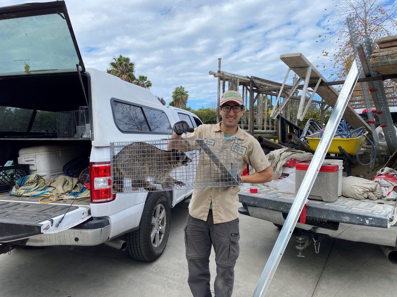 Tallahassee raccoon trapping